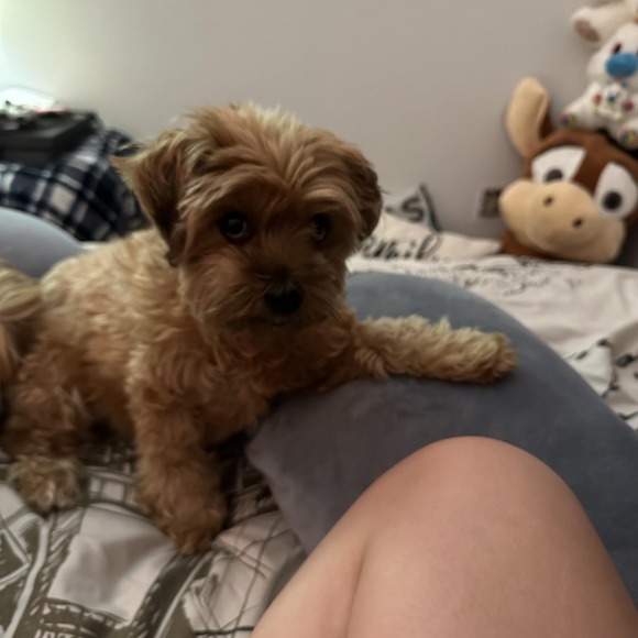 Meet your Posher, Vanessa - Picture 1 of 1